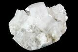 Zoned Apophyllite Crystal Cluster - India #92238-1
